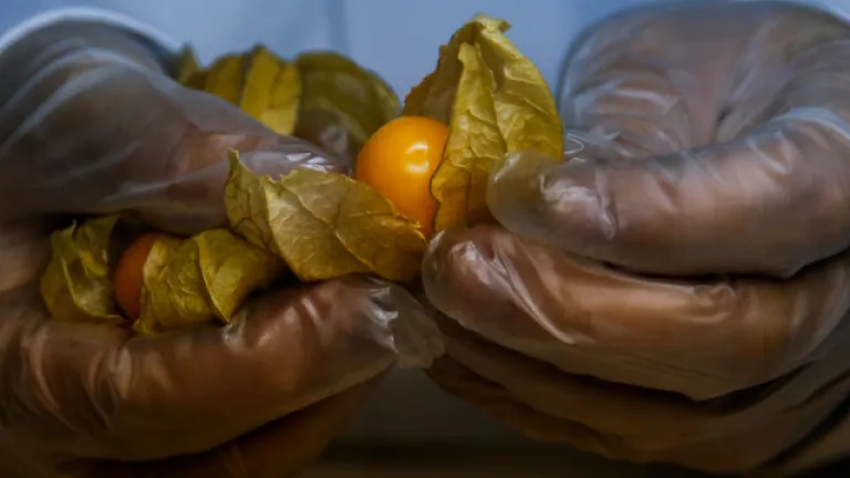 La uchuva colombiana se comercializará en México