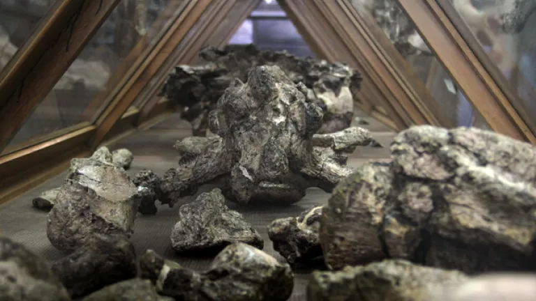 Tortugas