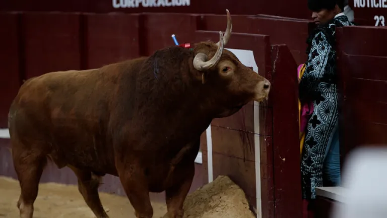 Senado aprobó proyecto de ley que prohíbe las corridas de toros en Colombia