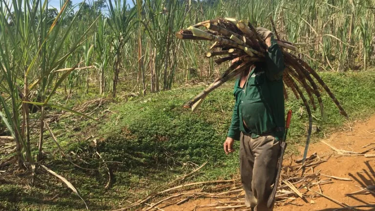 Estrategia Visión región: qué es, cómo funciona | Amazonía colombiana 