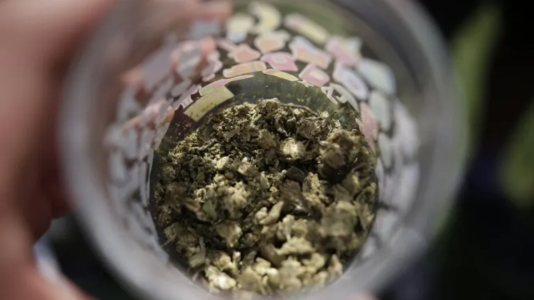 ¿Quiénes son los consumidores de marihuana en Bogotá?
