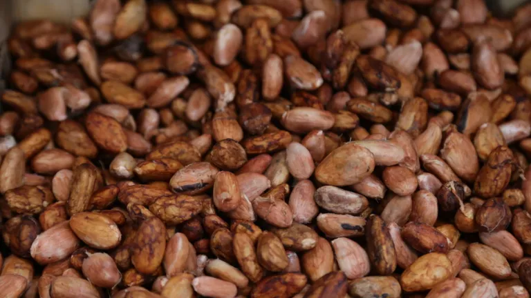 Cacao