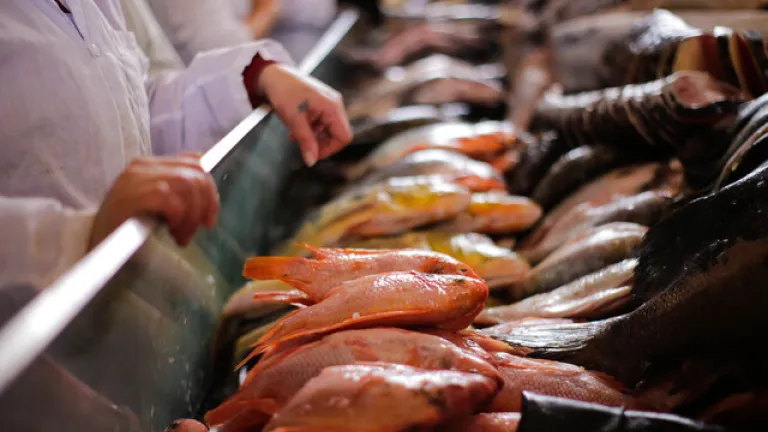 Venta de pescado en el mercado.