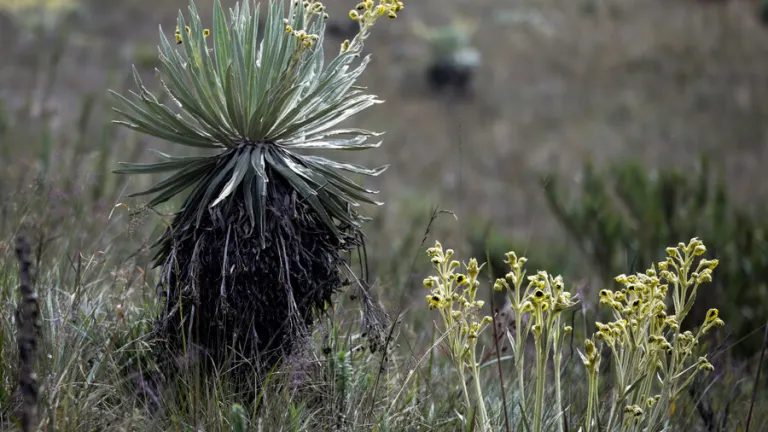 Frailejón