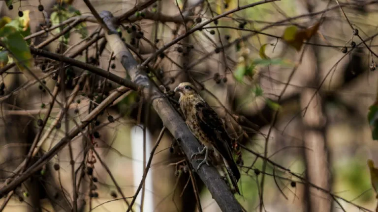 Avistamiento de aves en Villavicencio