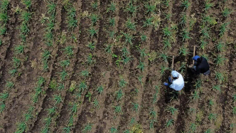 ¿Cómo podría cambiar el fallo de la Corte la repartición de la tierra en Colombia?