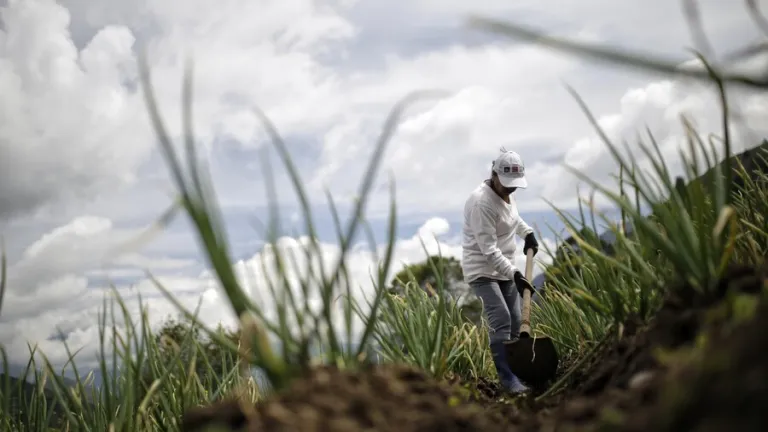 Las 9 líneas especiales de crédito para productores rurales | Gobierno