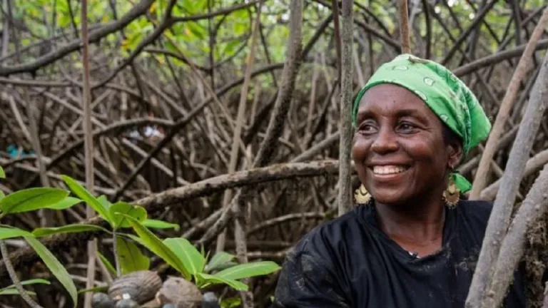 Las piangueras del Chocó, protectoras de los manglares 