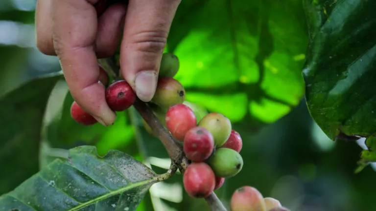 Día Internacional del Café