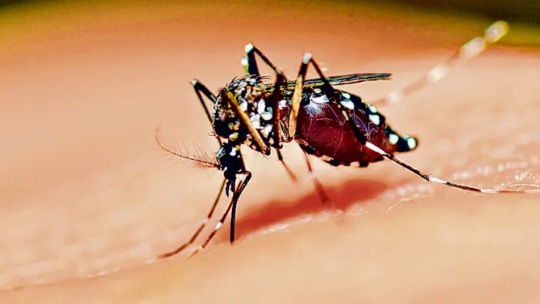 Dengue: casos en Colombia siguen en aumento