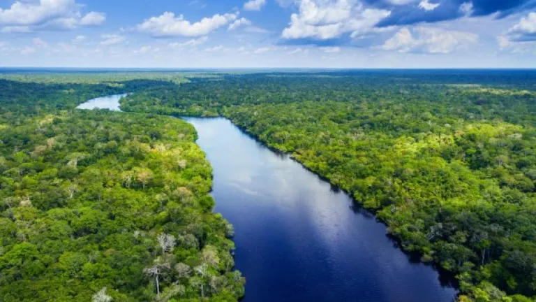 Amazonía colombiana: características, flora y fauna | Respira Amazonía 
