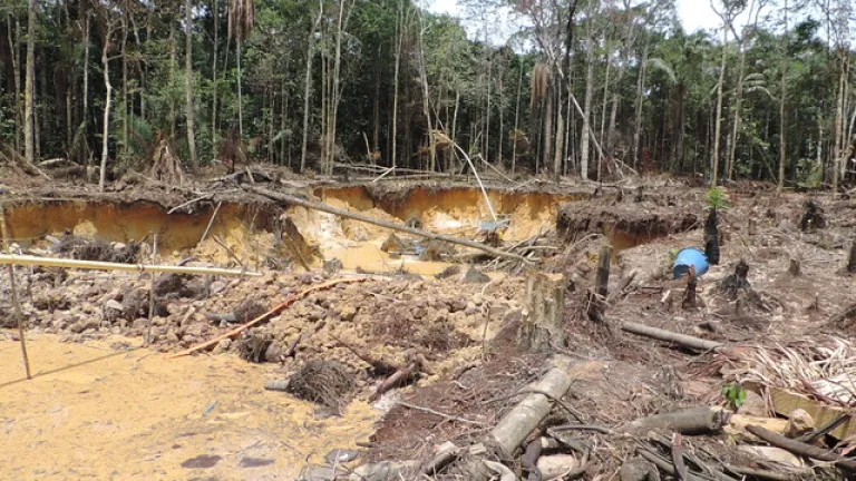 'Salvemos la selva', campaña para frenar la deforestación en Colombia