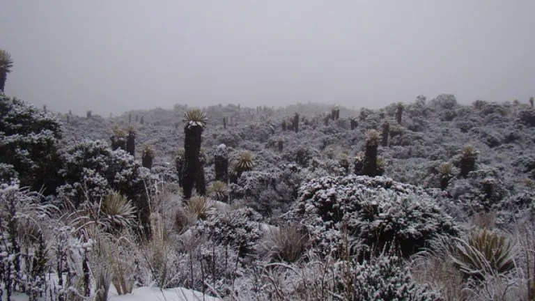 Parque Nacional Los Nevados