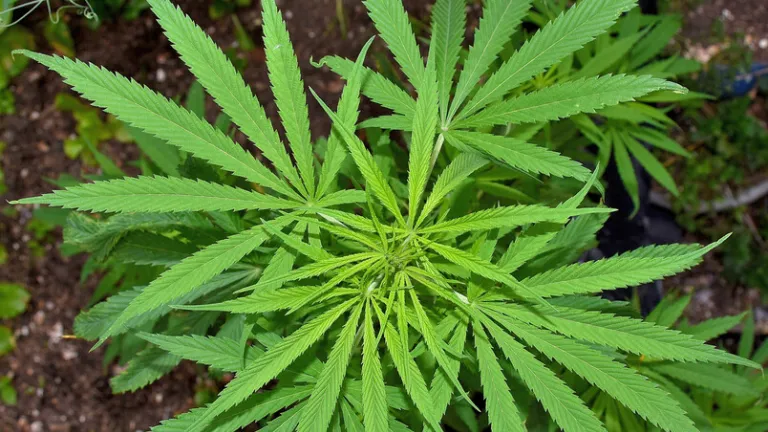 Cannabis de uso adulto en Colombia: aprueban proyecto en cuarto debate 
