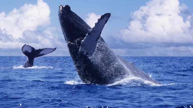 Temporada de avistamiento de ballenas en el Pacífico colombiano