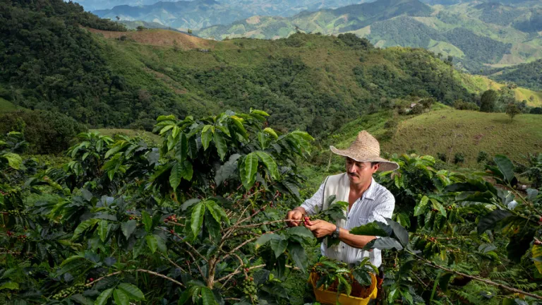 Café colombiano: producción se redujo en 10 %