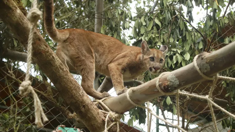 Puma