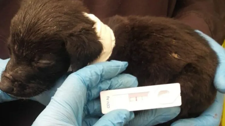Distemper en perros de Bogotá