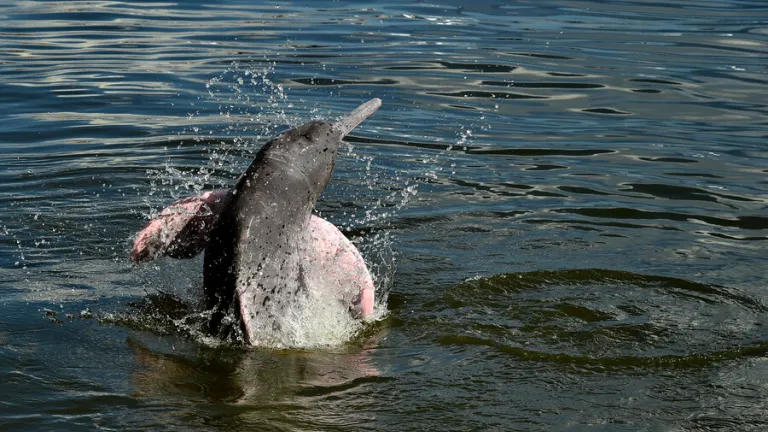 Diez países que son hábitat de delfines de río piden acciones para conservarlos