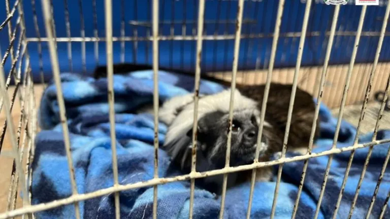 Tres personas judicializadas por tener animales silvestres en cautiverio