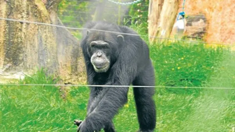 Chimpancés