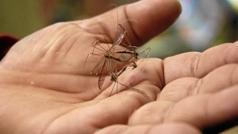 Más de 5 mil casos de dengue se registran en Santander