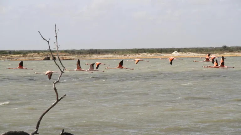 Biodiversidad en La Guajira: reservas naturales y especies endémicas