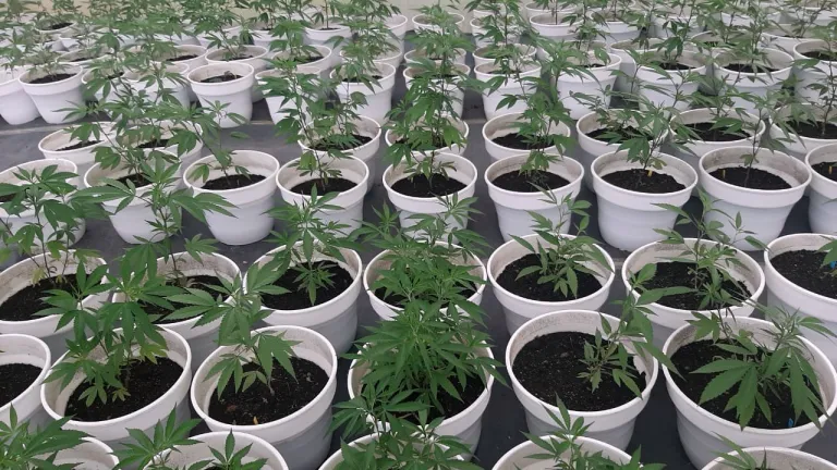 Expocañamo 2023: fechas, programación y tabués del cannabis