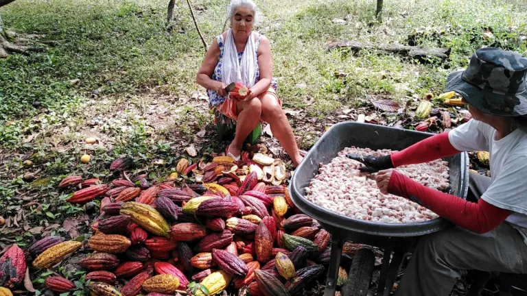 Aguacate y cacao en el Meta: transformación económica en Mesetas