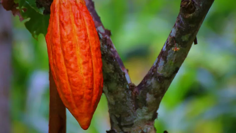Cacao en Colombia: historia, crecimiento y actualidad