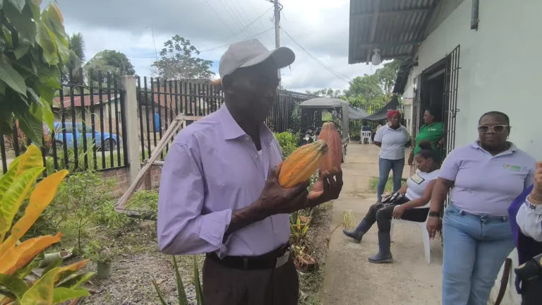 Cacao por la vida comunidades cambian cultivos de uso ilícito por esperanza en el Pacífico