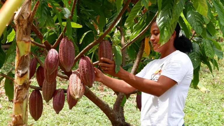 'Cacao Conecta', el proyecto que durante 3 años ayudó a 260 mujeres y jóvenes