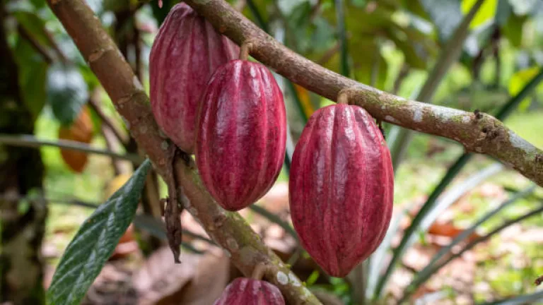 Campesinos de La Cecilia, Teorama, sustituyen cultivos ilícitos por cacao y construyen paz en el Catatumbo