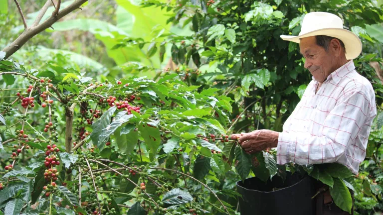 Diálogo con caficultores: Gustavo Petro discute el futuro del sector cafetero en Pitalito, Huila