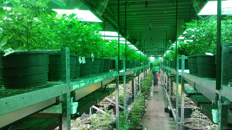 Aprueban en tercer debate reforma que permitiría compra y venta de cannabis