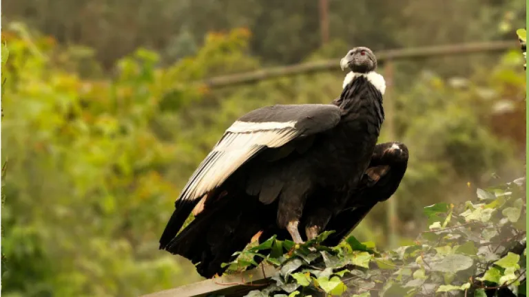 Cóndor de los Andes | Acamco: promoviendo su cuidado y respeto