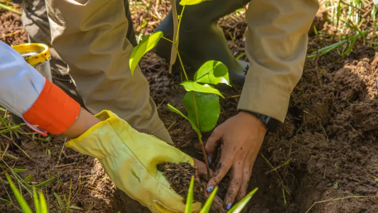 Deforestación