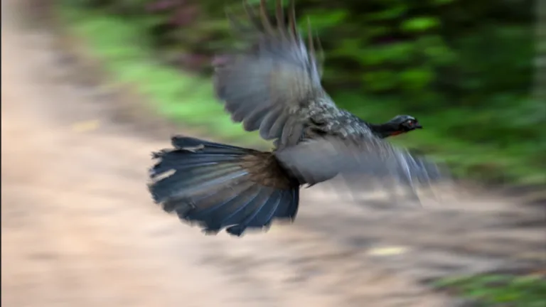 ¿Café obtenido de los excrementos de un pájaro? Conoce esta curiosa historia en Brasil