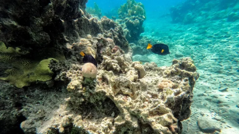 Muerte masiva de erizos pone en peligro a los corales del mar Rojo