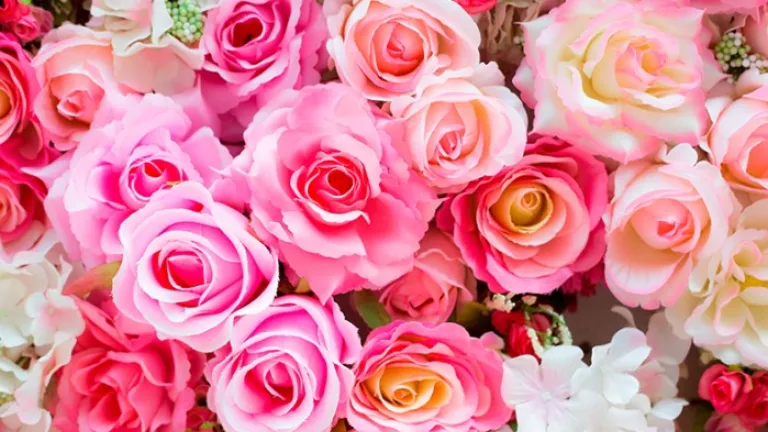 Colombia exporta 700 millones de flores por San Valentín