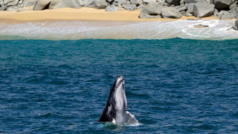 ¿Por qué cantan las ballenas? 