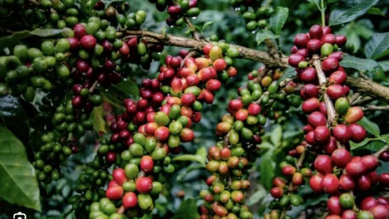 Gran Foro Cafetero del Sur del Huila: Gobierno y líderes cafeteros trazan hoja de ruta