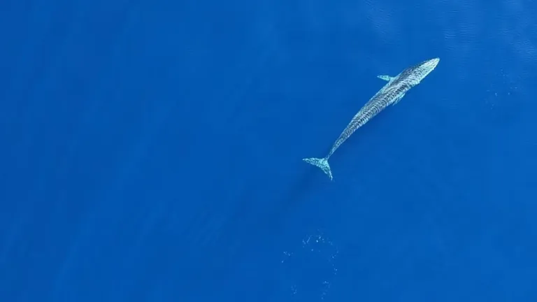 Conservación entre fronteras: reservas marinas móviles para proteger especies migratorias