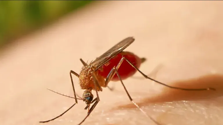 Alerta roja en Huila por fiebre amarilla 