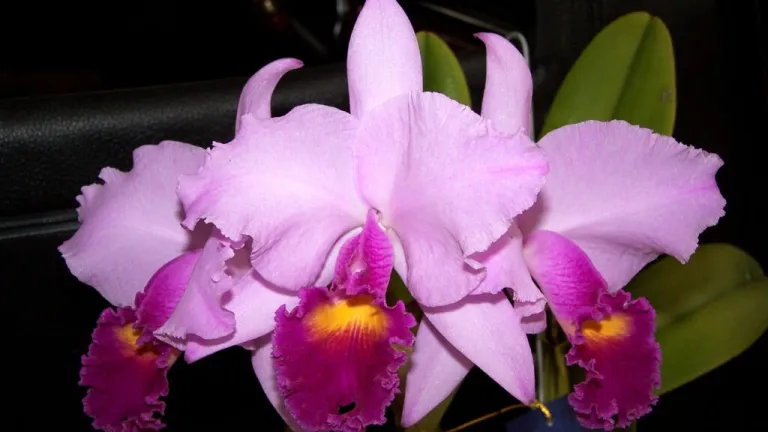 Exposición Nacional de Orquídeas 2022: Programación, eventos y valor de las entradas