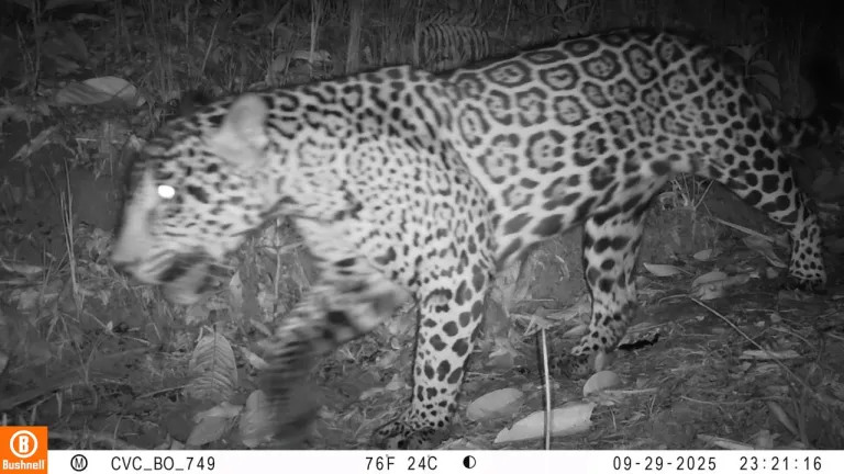 Cinco especies de felinos silvestres fueron registradas en Buenaventura por cámaras trampa de la Red OTUS