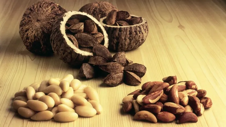 CULTIVOS AGRICOLAS ALIMENTOS NUECES-BRASIL