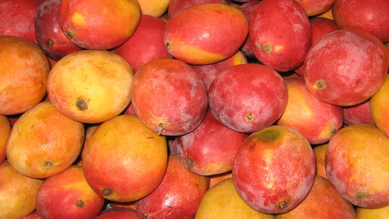 ¿Qué frutas frescas exporta Colombia a otros países?