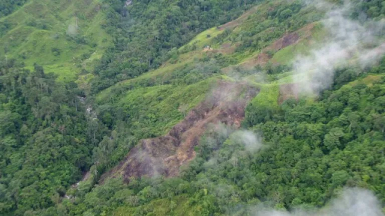 Más de 90 mil hectáreas fueron deforestadas en la Orinoquía: Policía