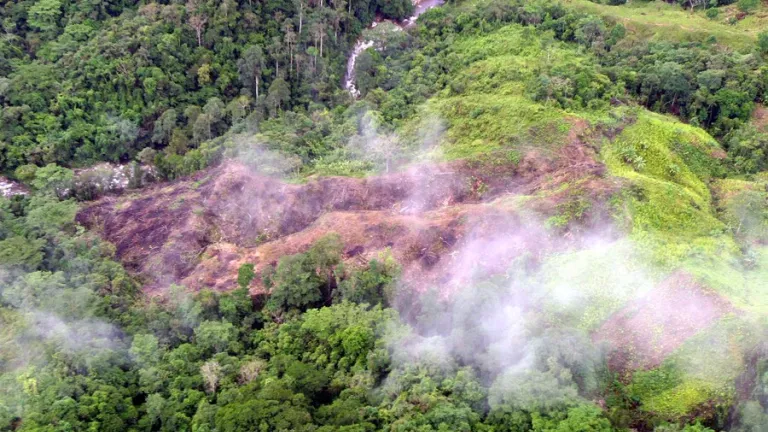 Deforestación en Colombia | Ganadería extensiva y sus consecuencias